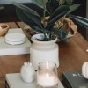 coffee table decorated with books, a potted plant, a candle and other knick-knacks